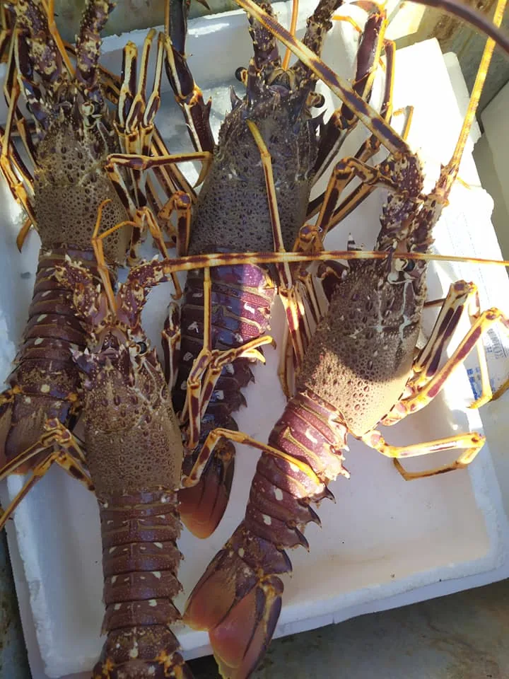 Live lobsters, just landed
